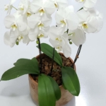 Orquídea no Vaso Luxo