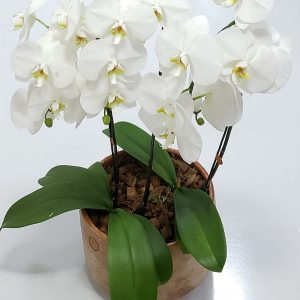 Orquídea no Vaso Luxo