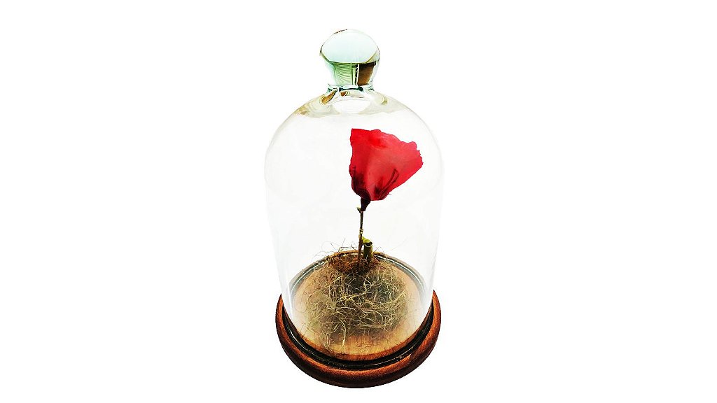 A Rosa Eterna Na Cúpula Vidro