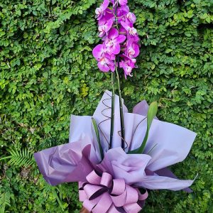 Orquídea em Promoção